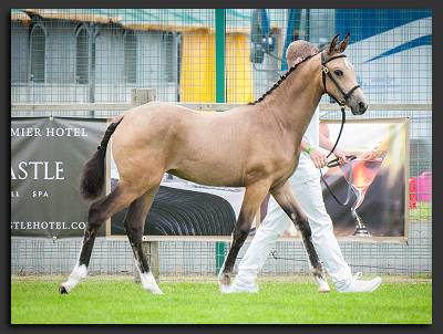 Mikaela SSH - Buckskin Foal For Sale